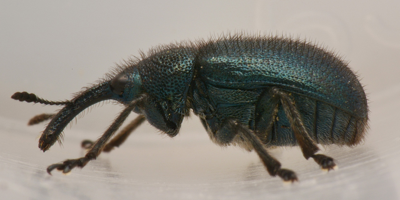 Rhynchitidae: Lasiorhynchites?  No, Haplorhynchites pubescens